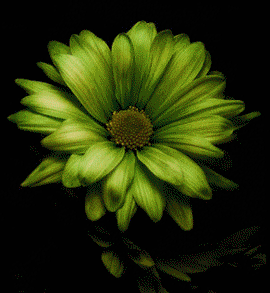 Kwiaty-gify - Gerbera1.gif