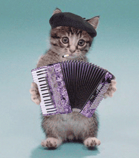 Koty - Kotek z akordeonem.gif