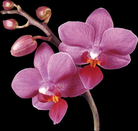 ORCHIDEE STORCZYKI - Kwiaty 540.png