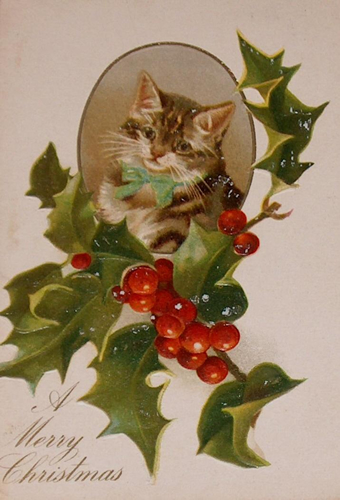 Boże Narodzenie1 - cat-holly.jpg