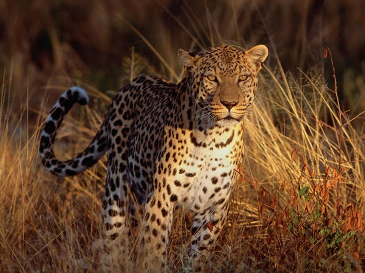  Animals part 2 z 3 - Intense Focus, Leopard.jpg