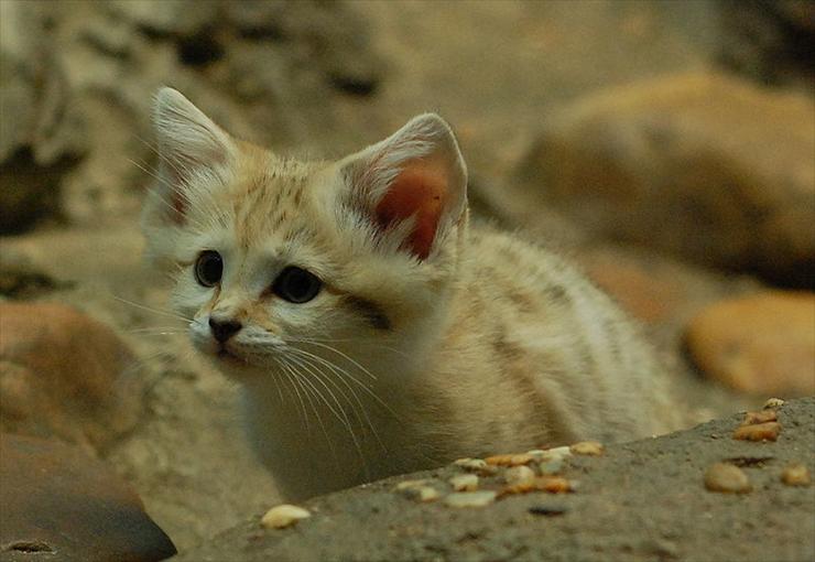 wielkie koty - Sand Kitten.jpg