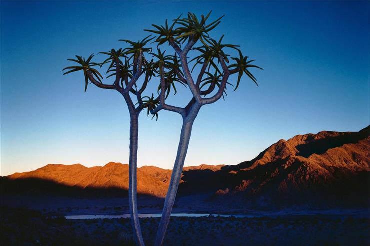 AFRYKA - Quiver Tree At Orange River, Kokerboom, Namibia, Africa.jpg