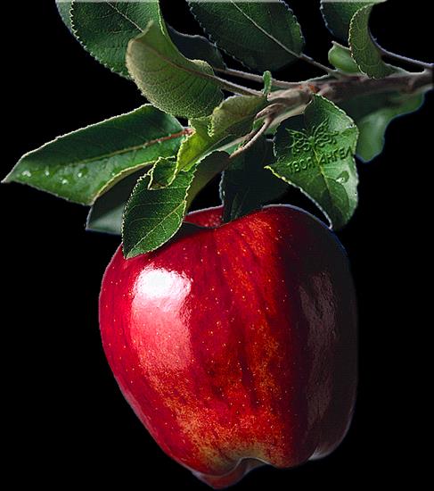 OW0CE - jabłko.gif