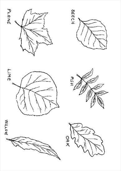 kolorowanki - leaf_outlines_2.gif