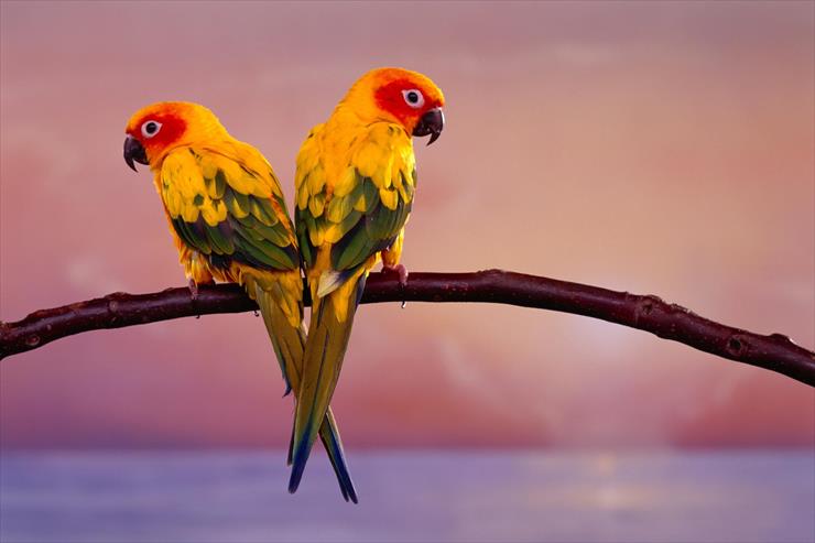 Ptaki - Sun Conure Parrots c Ron Kimball Studios.jpg