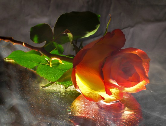 Róże - roza1.jpg