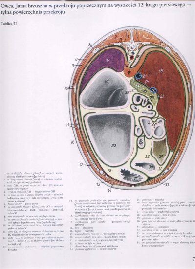 atlas anatomii-tułów - 073.jpg