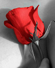 Różne - Red_Rose.jpg