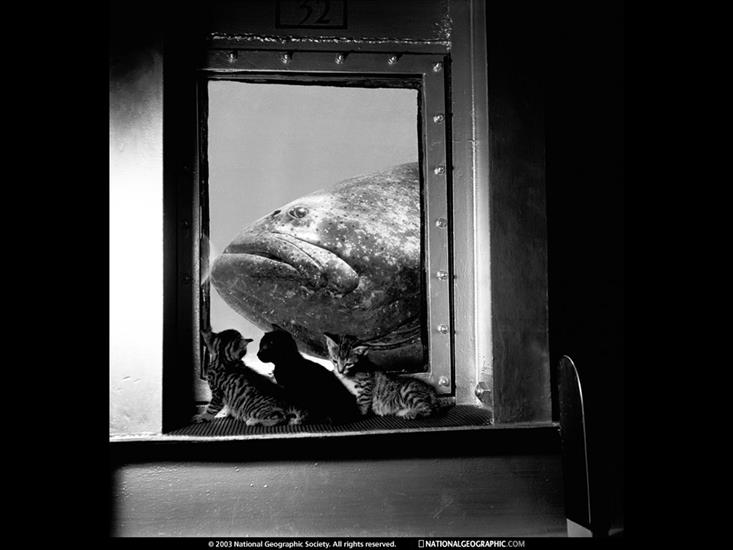 NG09 - Oceanarium, St. Augustine, Florida, 1952.jpg