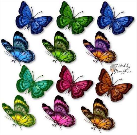 Obrazki Motyle - mariposas-foro.jpg
