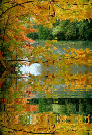  Jesiennie - jesien pejzaz las1 woda6.gif