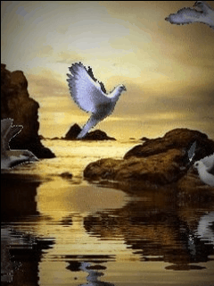 Animacje z wodą - birds_nsvi3fry.gif