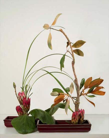 ikebana - magnolia-protea-ikebana-167.jpg