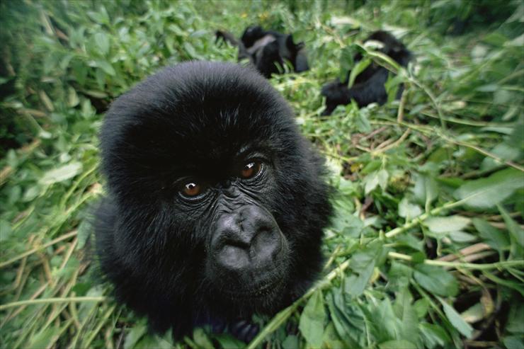 Baby Animals - Baby Mountain Gorilla, Virunga Mountains, Rwanda.jpg