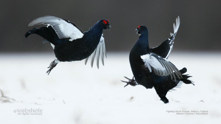 Ptaki - Fighting Black Grouse, Biebiza, Poland.jpg