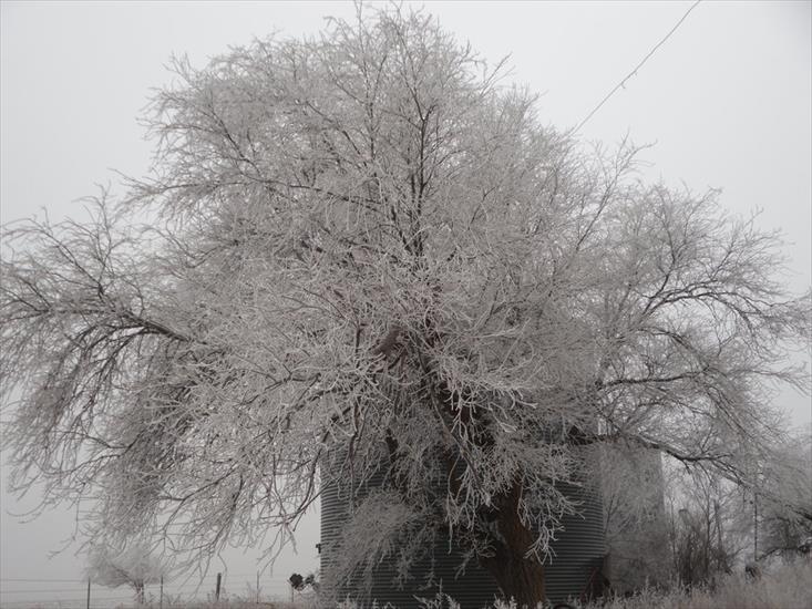 4-ZIMA - Winter_Tree_3_by_ashleyduschl.jpg