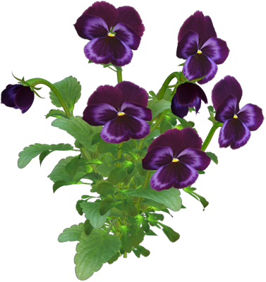 WIOSENNE PNG ROZMAITE - pansy_01.png