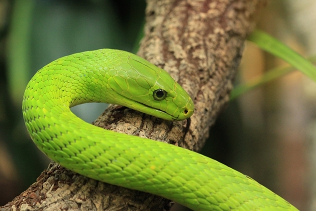 Węże, żmije - Mamba zielona - Dendroaspis viridis.jpeg