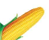 N PNG 9 - corn_PNG5287-170x138.png