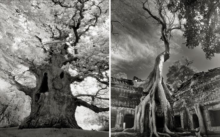 Najstarsze drzewa świata sfotografowane przez Beth MoonAntoni - Ancient Trees Portrait of Time.jpg