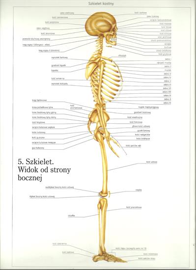 atlas anatomiczny - atlas_anatomiczny0011.jpg