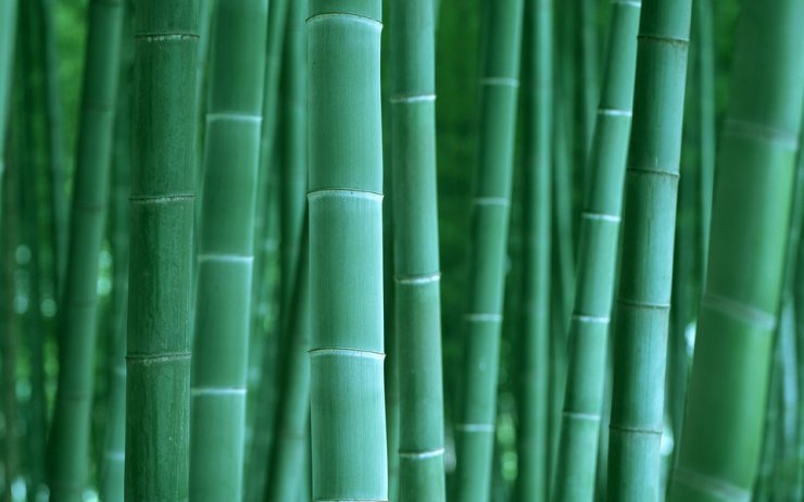 LAS - bambus tapety 3.jpg