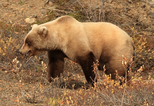 Grizzly - Przyszłość niedźwiedzi grizzly w prowincji British Columbia.jpg
