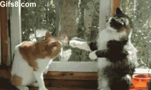 Śmieszne fotki - ruchome - two-cats-boxing.gif