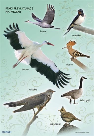Tablice dydaktyczne kl 1-3 - Ptaki przylatujące na wiosnę.jpg