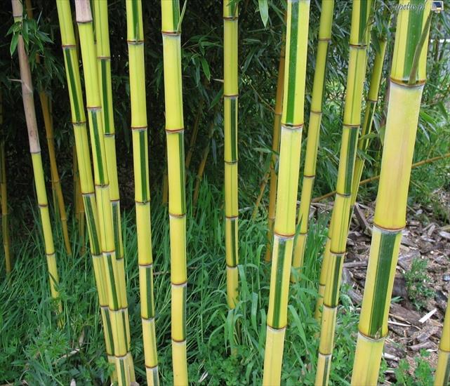 Rosliny - 12052_lodygi-bambusa.jpg
