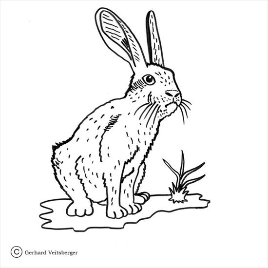 królik zając - królik zając - kolorowanka 186.gif
