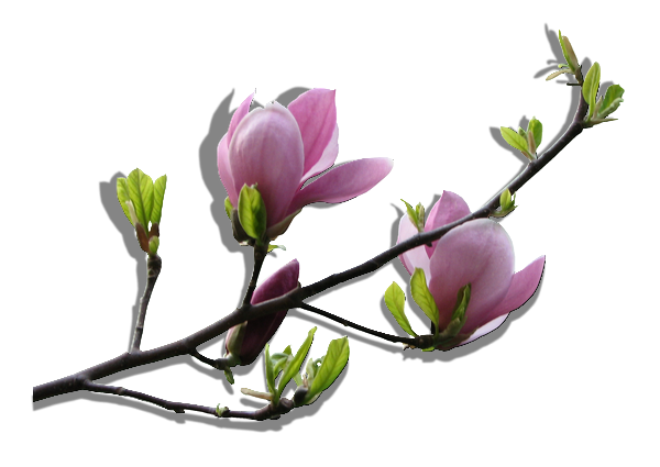 Wyselekcjonowane ozdoby przytekstowe - Gałązka magnolii.png