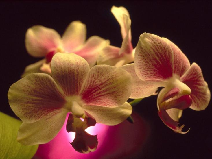 storczyki - www_tapety_jajex_info_orchidee_141.jpg