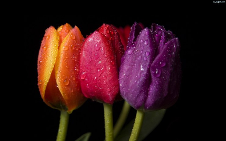 TAPETY_na pulpit1 - trzy-tulipanow-kolory1.jpeg