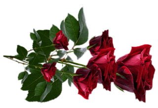 Róża-piękny kwiat - rw5b8l.png