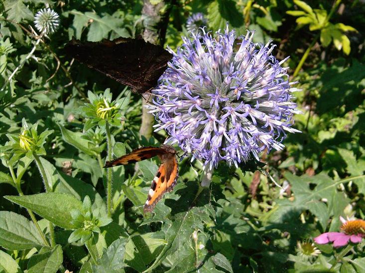 Motyle na kwiatach - M 50.jpg