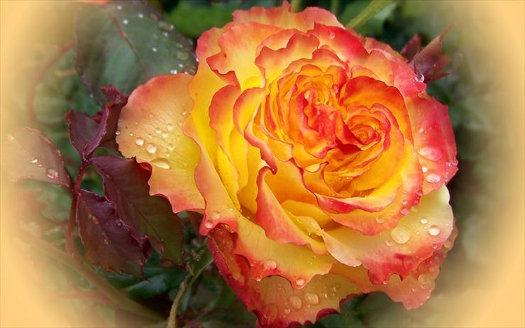 RÓŻE - orange-rose1.jpg