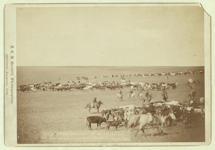 America 1860-1959 - Round-up scenes on Belle Fouche sic in 1887_001.jpg