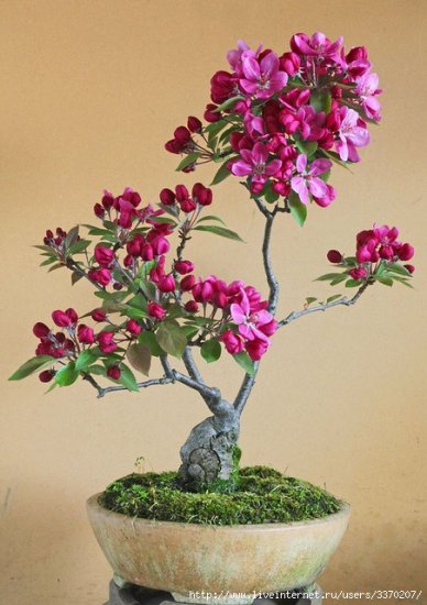 bonsai kwitnące - bonsai.jpg