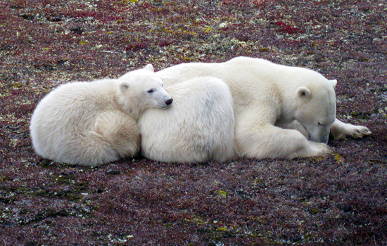 Przerażające Zdjęcia - churchill-polar-bears.jpg