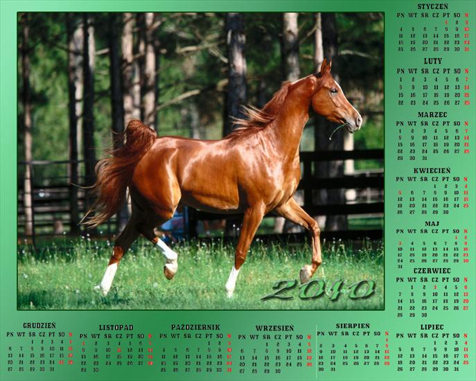 Kalendarze z koniami - Bez nazwy 42.jpg