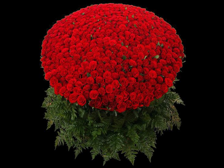 Czerwone róże PNG 26 sztuk duża rozdzielczość - 01111.png