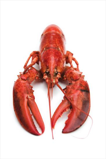 Seafood lobster - 3.jpg