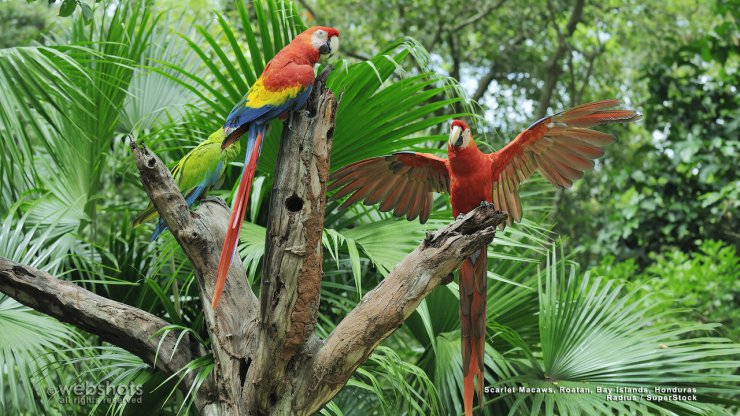 Ptaki - Scarlet Macaws, Roatan, Bay Islands, Honduras.jpg