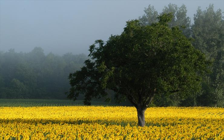 Tapety - sunflower-field-wallpapers_962_1152x864.jpg