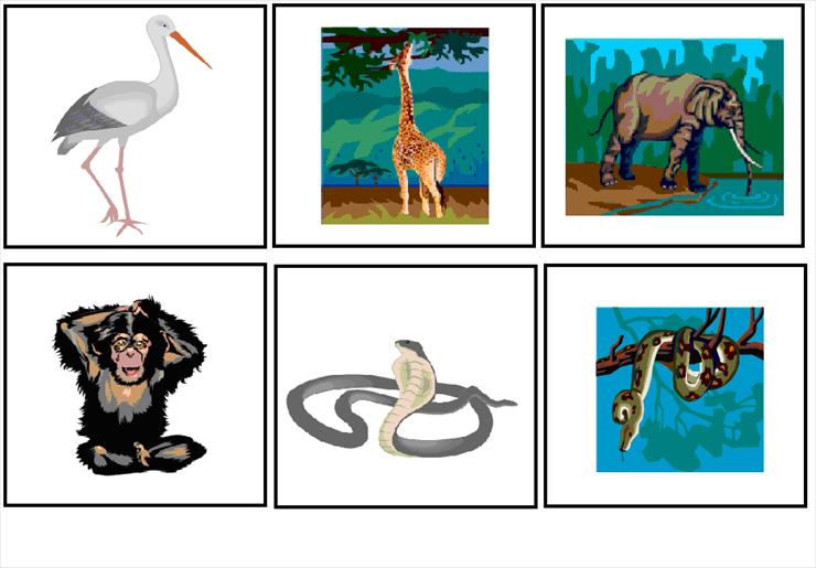 kategoryzacje obrazki_do_klasyfikowania - zwierzęta VII.PNG