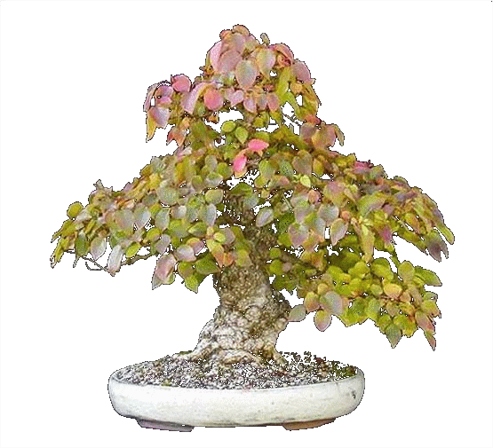 Bonsai2 - drzewko14.gif