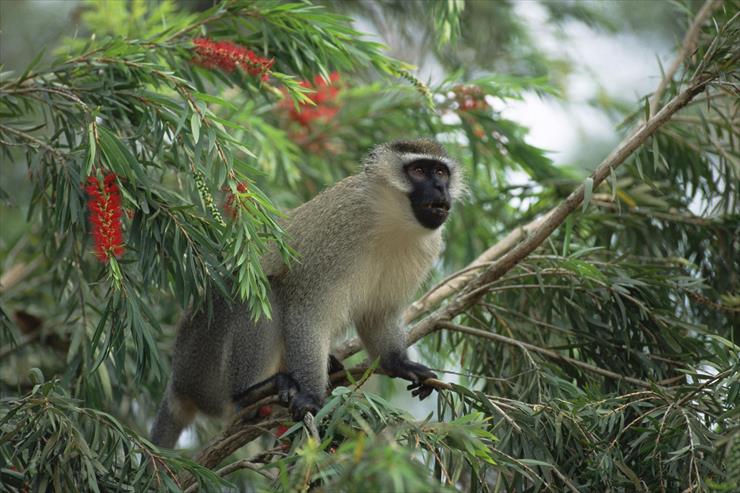Primates - Vervet Monkey, East Africa.jpg