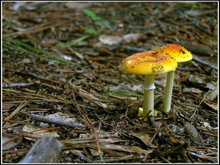 grzyby - Mushrooms_by_Strap_Me_In.jpg